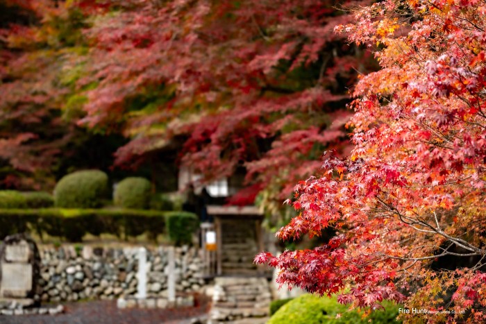 江戸紅葉が真赤に染まる、広島県名勝「吉水園　よしみずえん」