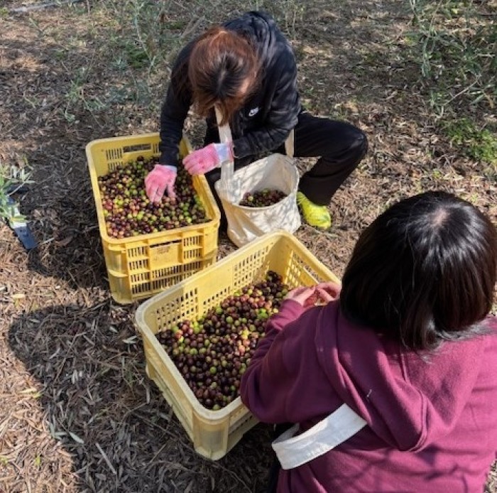 オリーブ収穫ボランティアin江田島