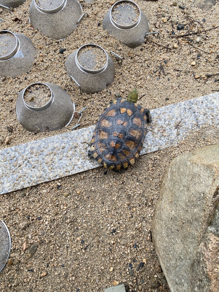 大切に育てられた亀さんです。